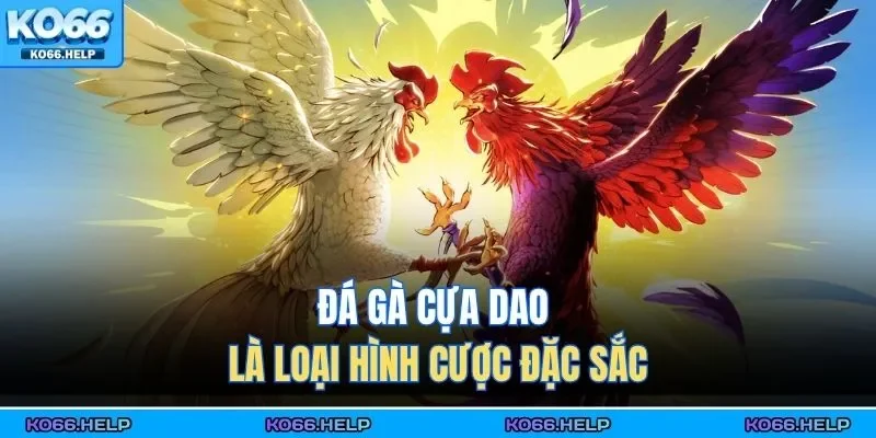 Đá gà cựa dao là loại hình cược đặc sắc