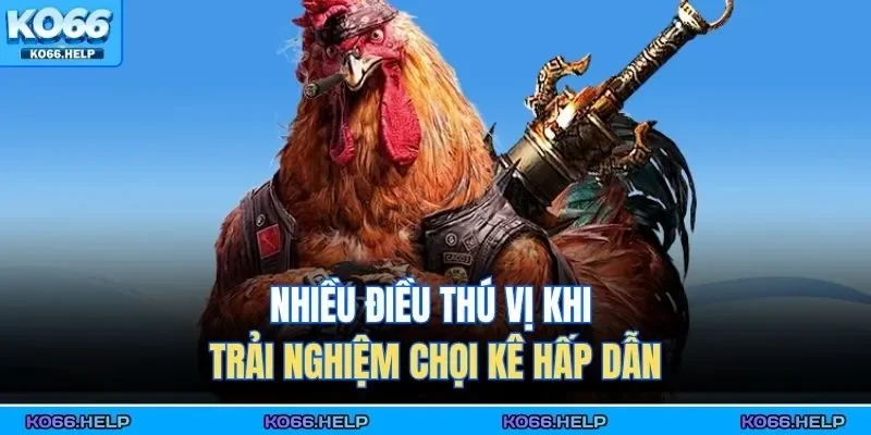 Nhiều điều thú vị khi trải nghiệm chọi kê hấp dẫn 