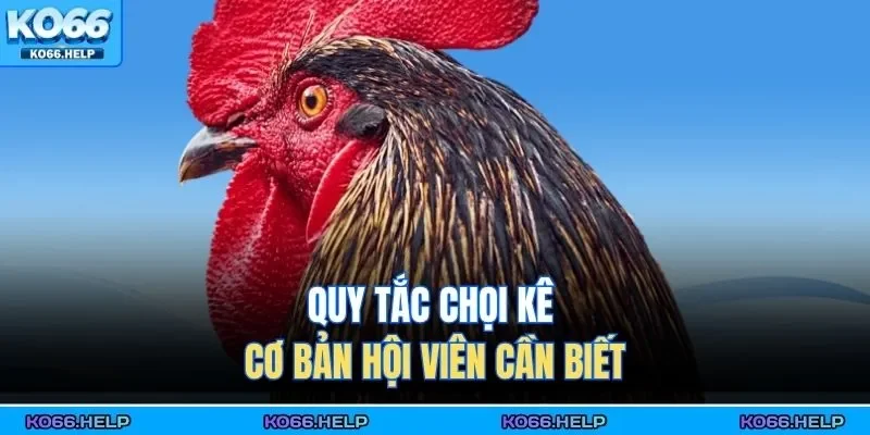 Quy tắc chọi kê cơ bản hội viên cần biết