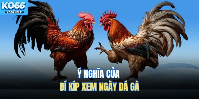 Ý nghĩa của bí kíp xem ngày đá gà